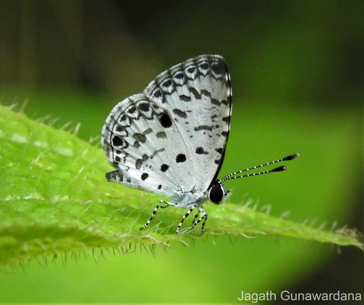 Megisba malaya Horsfield, 1828